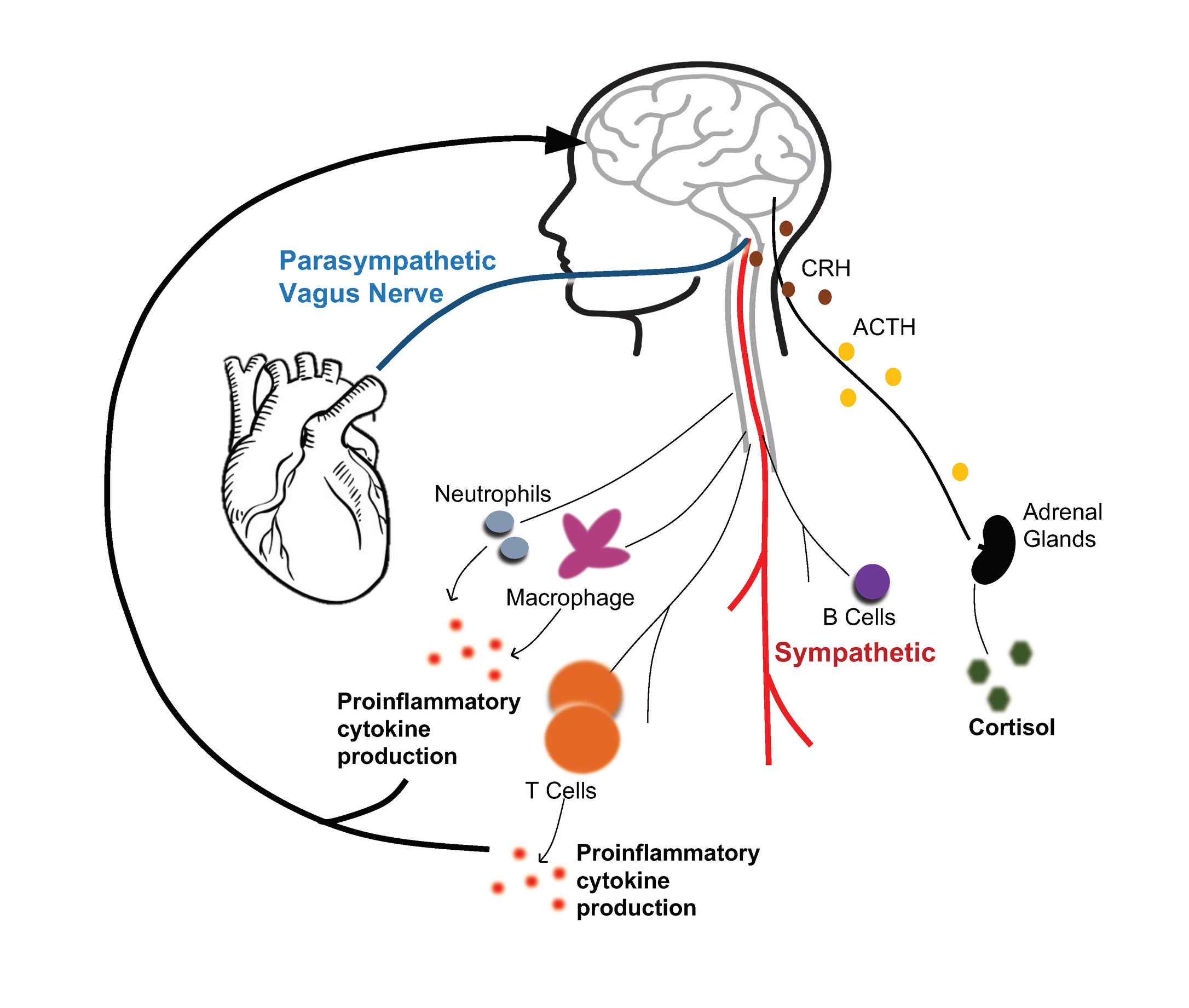 Stress Pathways Model